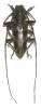 Leprodera elongata