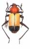 Euryclelia cardinalis