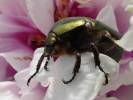 Protaetia cuprea obscura