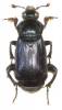Nicrophorus humator - hrobařík černý