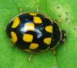 Propylea quatuordecimpunctata var. perlata