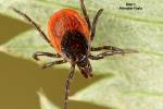 Ixodes ricinus - klíště obecné