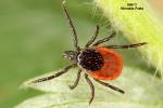 Ixodes ricinus - klíště obecné