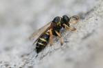 Gorytes quinquecinctus - zebřík pětipruhý