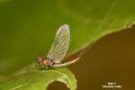 Baetis vernus