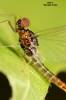 Baetis vernus