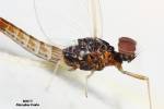 Baetis vernus