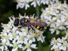 Crabro cribrarius