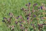 Anchusa officinalis - pilát lékařský
