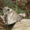 Hipparchia statilinus statilinus