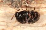 Trogoderma inclusum