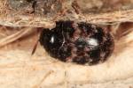 Trogoderma inclusum
