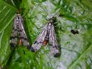 Panorpa communis - Scorpion Fly