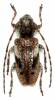 Pogonocherus decoratus
