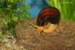 Pomacea bridgesi - ampulárka argentinská
