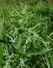 Urtica dioica - kopřiva dvoudomá