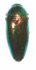 Sternocera laevigata
