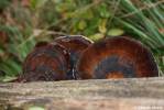 Ischnoderma resinosum