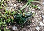 Polysarcus denticauda - kobylka zavalitá