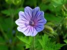 Geranium bohemicum - kakost český
