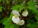 Begonia dregei