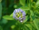Trigonella caerulea