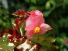 Begonia serratipetala