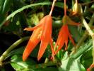 Begonia boliviensis 'Firecracker'