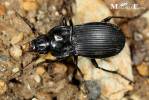 Abax parallelepipedus - čtvercoštítník černý