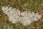 Aethalura punctulata - různorožec olšový