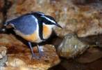Pluvianus aegyptius - Egyptian Plover