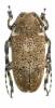 Coptops leucosticticus leucosticticus