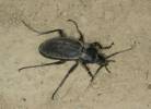 Carabus violaceus andrzejuscii