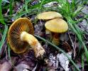 Calonarius splendens