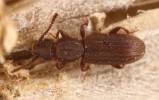 Oryzaephilus surinamensis - lesák skladištní