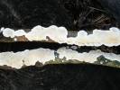 Byssomerulius corium - Netted Crust