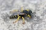 Oxybelus argentatus debeaumonti