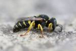 Oxybelus argentatus