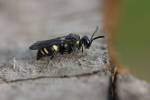 Nysson trimaculatus