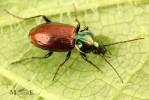 Agonum sexpunctatum - střevlíček šestitečný