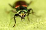 Agonum sexpunctatum - střevlíček šestitečný