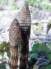Equisetum arvense - přeslička rolní