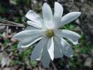 Magnolia stellata - šácholan hvězdovitý