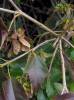 Acer buergerianum - Trident Maple