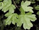 Acer campestre - javor babyka