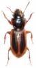 Daptus vittatus