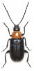 Exosoma thoracicum