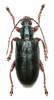 Plateumaris bracata