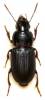 Harpalus attenuatus