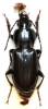 Pterostichus anthracinus biimpressus